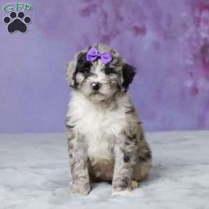 Molly, Mini Bernedoodle Puppy